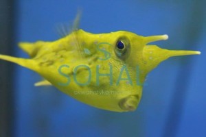 Lactoria cornuta 4cm.