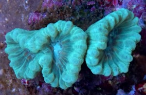 Caulastrea szaro-niebieska 3 główki.