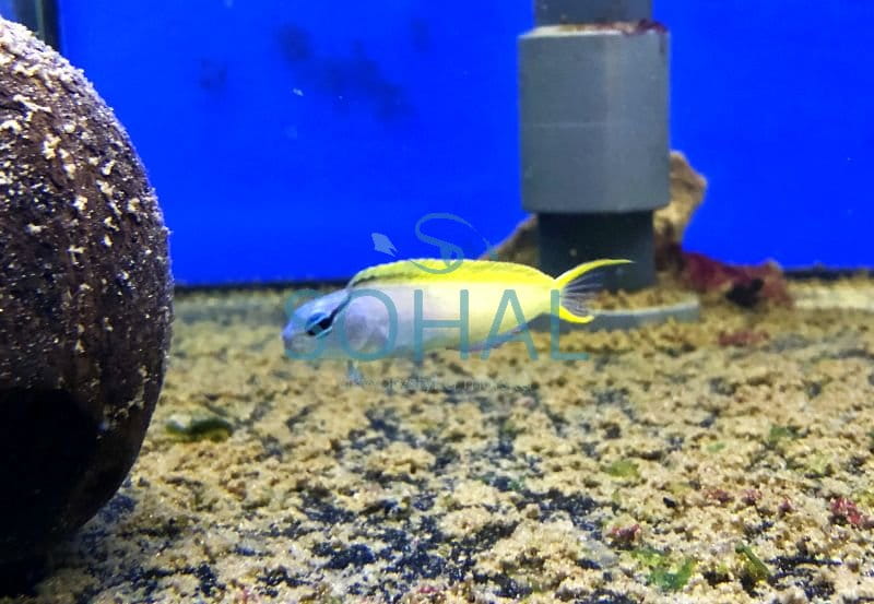 meiacanthus_atrodorsalis-.jpg
