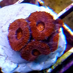 Acantastrea lordhowensis  