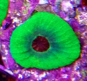 Moseleya latistella ok. 5 cm. 1gł. 