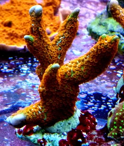 Montipora samarensis pomarańczowo zielona
