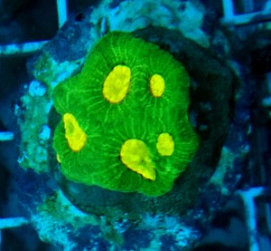 Goniastrea ultra fluo ok 4cm.