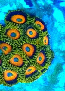 Zoanthus Premium ok 10  polipów