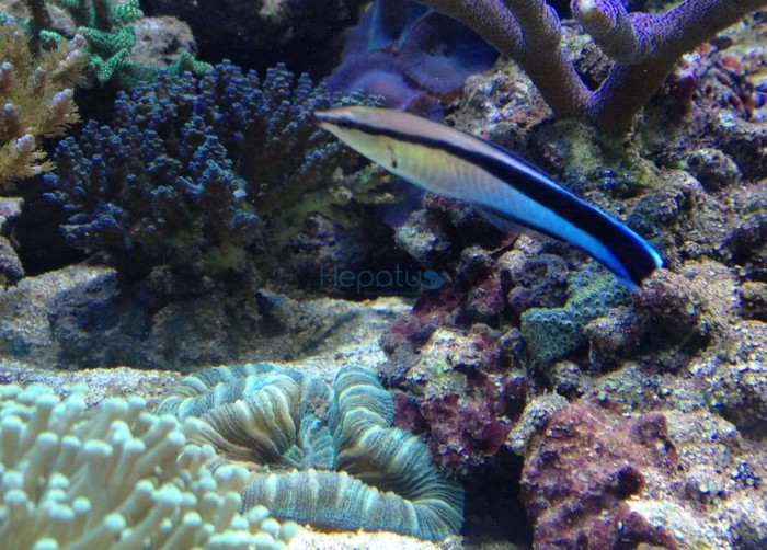 labroides_dimidiatus__doktorek-.jpg