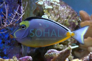 Naso Lituratus ok.7cm.