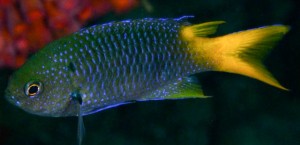 Neopomacentrus azysron ok 5-6cm.