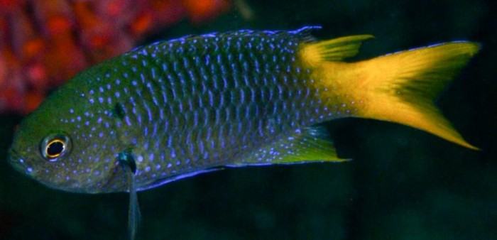 species_b5_56e879b36852b.w1000.h666.jpg