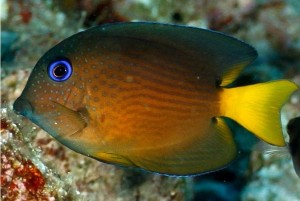 Ctenochaetus binotatus ok 4-5cm.  