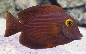 Ctenochaetus strigosus ok 5-6cm. 