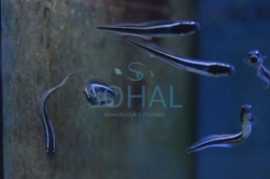 Polidichthys Leucotaenia  babka murenowa 5cm