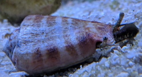 stromb.jpg