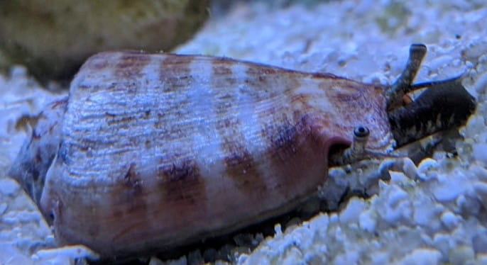 stromb.jpg