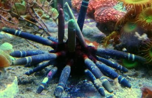 Jeżowiec Phyllacanthus imperialis ok 10cm.