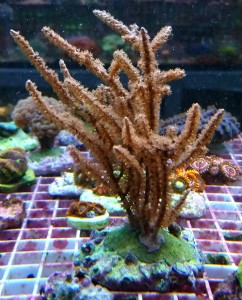 Pseudogorgonia krzak na podstawce