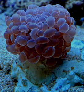 Euphylia paraancora  3 główki na podstawce