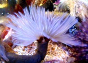 Rurówka Sabellastarte spectabilis  