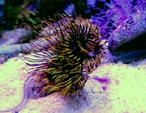 Rurówka Sabellastarte gold