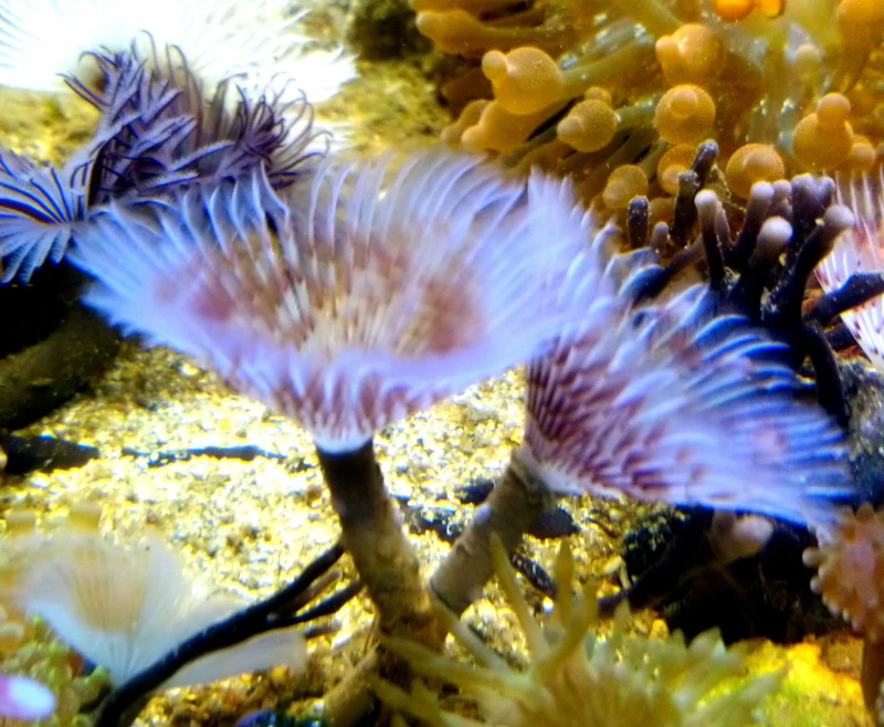 DSC_0248.JPG