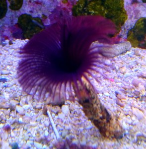 Rurówka Sabellastarte spectabilis 