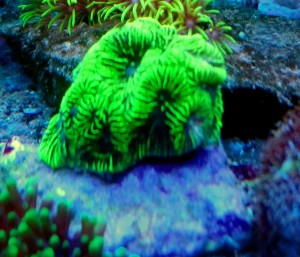 Platygyra ultra fluo