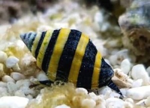 Ślimak Pusiostoma Engina mendicaria Bumblebee