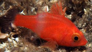 Fowleria flammea Apogon ok.4-5cm. 