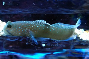 Cryptocentrus cinctus szary + krewetka Alpheus bellulus