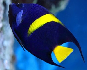 Pomacanthus Asfur  ok 5-6 cm.