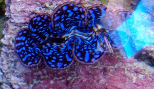 Tridacna maxima małż ok 4-5 cm. 