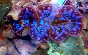 Tridacna ok. 4-5 cm.