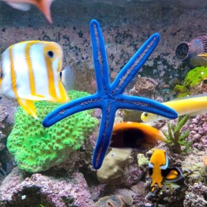 Rozgwiazda Linckia Laevigata  ok 6-8 cm.