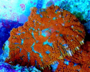 Rhodactis orange-blue 1 grzybek