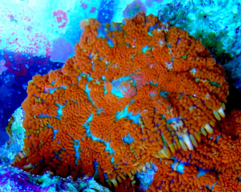 DSC_0499.jpg
