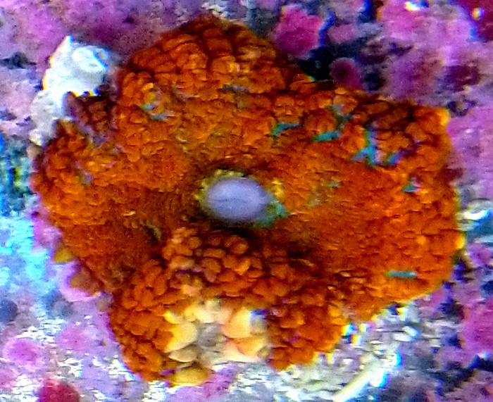 DSC_0437.JPG