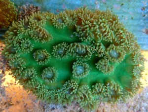 Turbinaria 5-7cm.