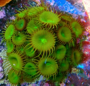 Zoanthus ; parazoanthus