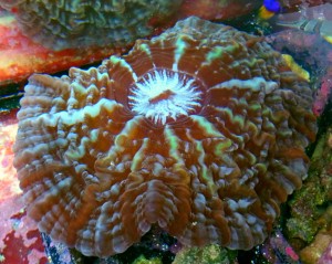 Acanthophyllia L napompowana ok.18cm. 