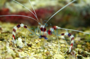 Stenopus hispidus krewetka boksująca