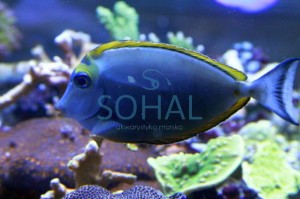 Naso Elegans L  ok. 13-14cm. 