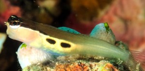 Escenius bimaculatus 4-5cm.