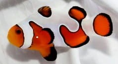 Amphiprion ocellaris błazenek Gladiator Premium