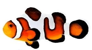 Amphiprion ocellaris błazenek Mocha Gladiator Premium