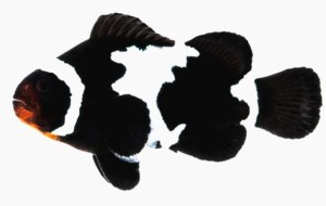Amphiprion ocellaris błazenek Black snowflake 3-4cm