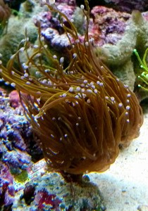 Euphylia glabrescens gold cooper 1 gł.