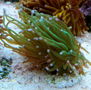 Euphylia glabrescens 1 główka