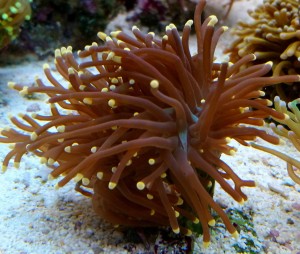 Euphylia glabrescens orange-yellow tips 2 główki