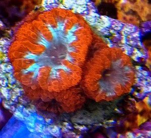 Blastomussa wellsi ok. 5 główek.