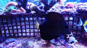 Zebrasoma Gemmatum L ok. 9-10cm.