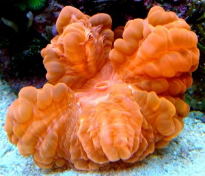 Cynarina lacrymalis red ok 8-9 cm.